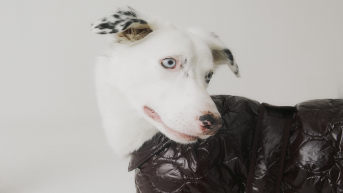 Legacy, Luxury and Lapdogs