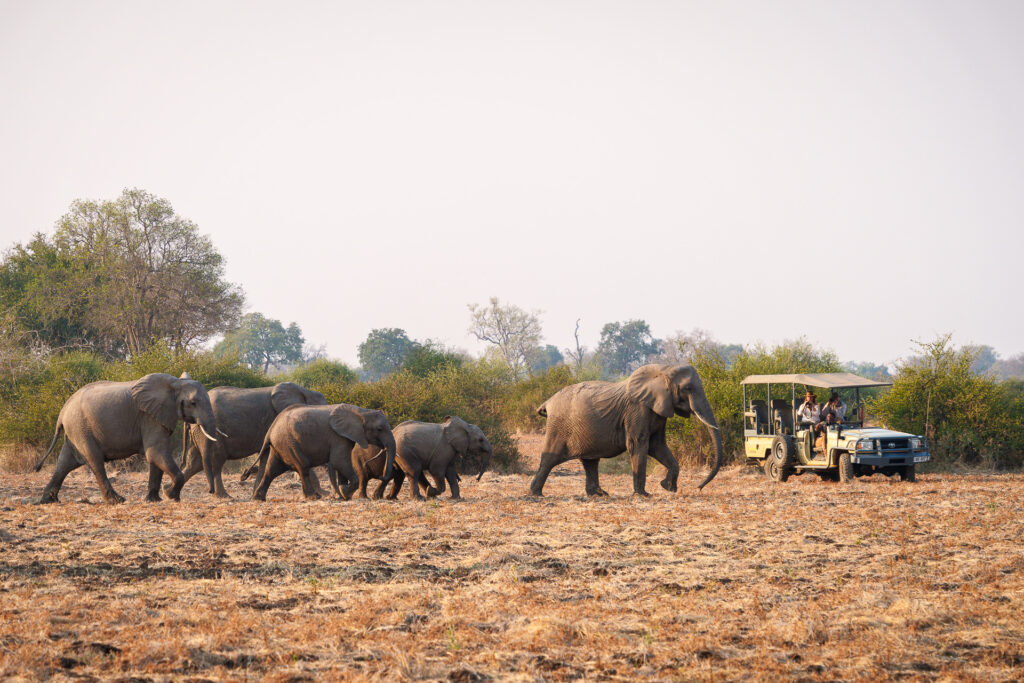 A herd of elephants, including several calves, walks across a dry savanna as a safari vehicle with seated passengers observes from a short distance.