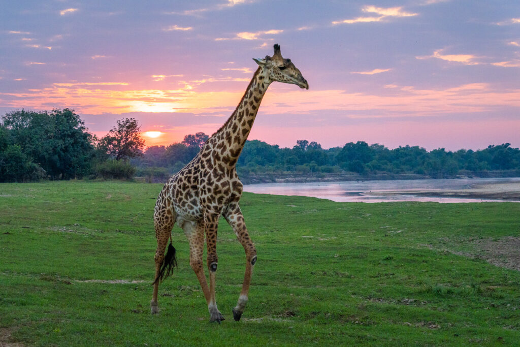 A giraffe walks across a green riverside plain at sunset, with a winding river, tree-lined horizon, and a pink and orange sky in the background.