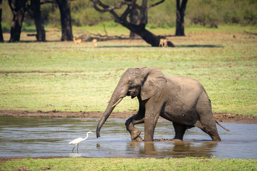 An elephant wades through a shallow watering hole while a white egret stands nearby, with grassy savanna and scattered trees in the background.