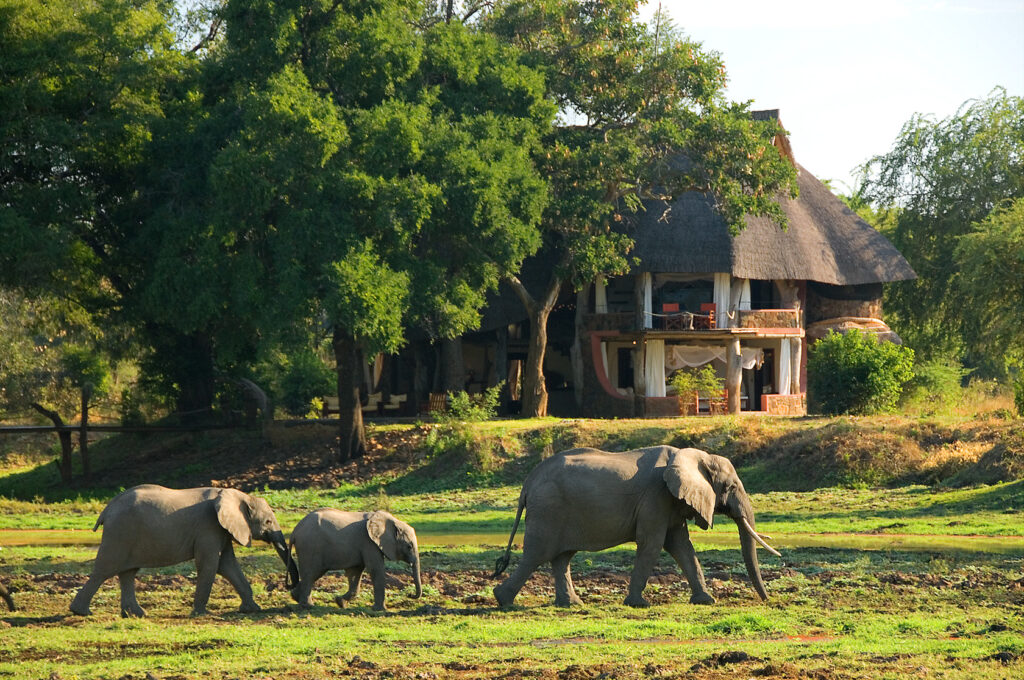 Three elephants walk in single file across a grassy clearing in front of a rustic thatched-roof safari lodge surrounded by tall trees in South Luangwa Valley Africa