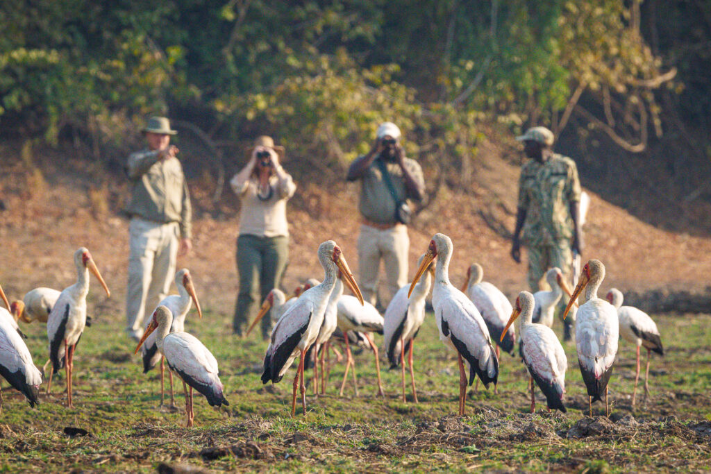 A group of white storks stands in a grassy clearing while four safari guides and visitors observe and photograph them in the background.