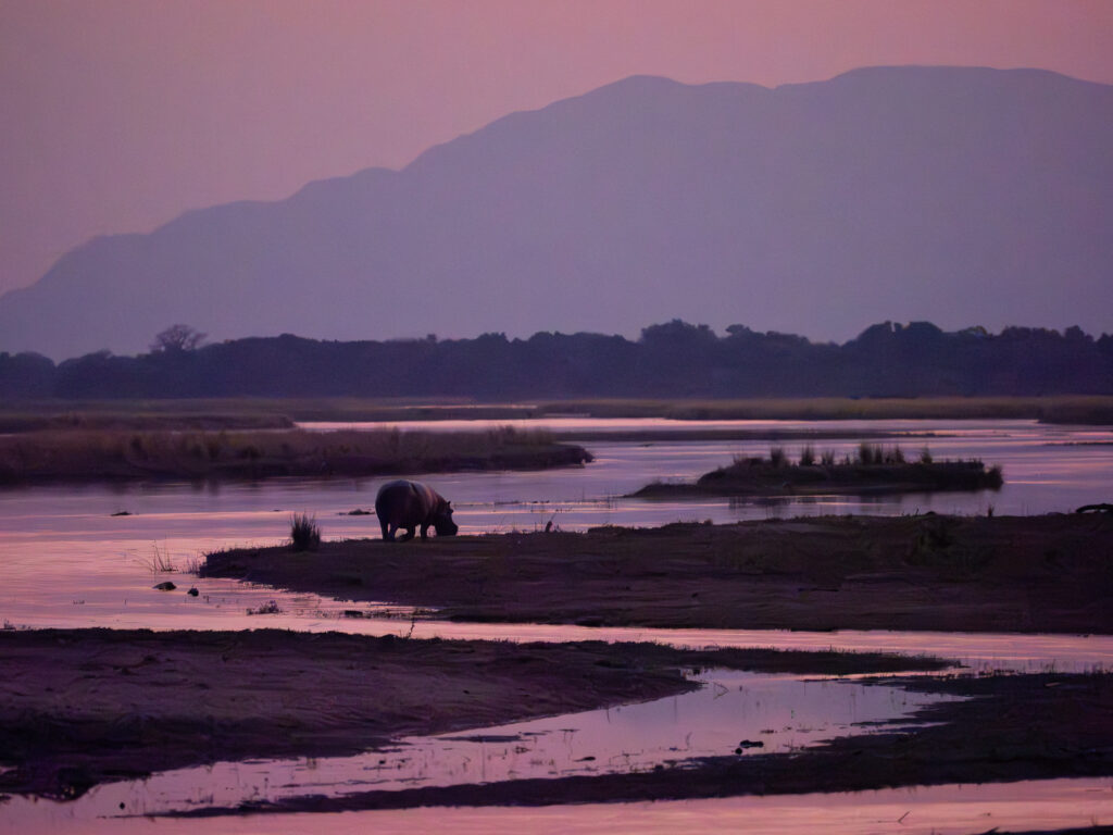 A lone rhinoceros grazes on a sandy riverbank at dusk, surrounded by shallow, winding water channels with dark tree lines and hazy mountains silhouetted against a purple-pink evening sky.