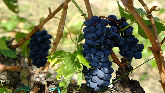 Inside Mendoza’s Harvest Festival