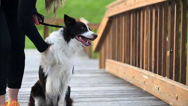 A black and white dog standing on a wooden bridge with a leash on and tongue out.