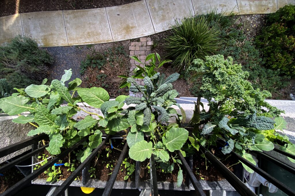 A close-up view of Levitan Farms features the world’s most expensive broccoli, Lacinato and curly kale, basil (far right), and a sprig of Meyer lemon shooting out of the top of the frame with no hope of ever bearing fruit with only four hours of daily sunlight.