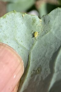 Critters and their eggs, possibly—not yet even categorized by scienc— soil the underside of a Levitan Balcony Farms broccoli leaf.