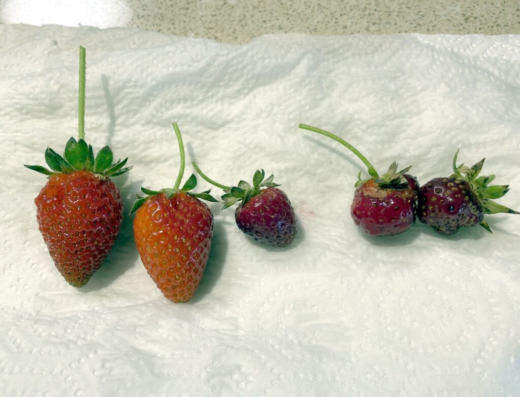 Five sad-looking strawberries arranged in a line on top of a paper towel