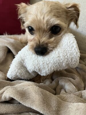 Close-up of a small tan dog lying on a blanket, gently holding a white plush toy in its mouth.