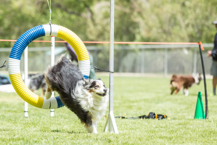 Dog running through a circular agility hoop on a grassy field, mid-jump during an outdoor training course with other dogs and equipment in the background.