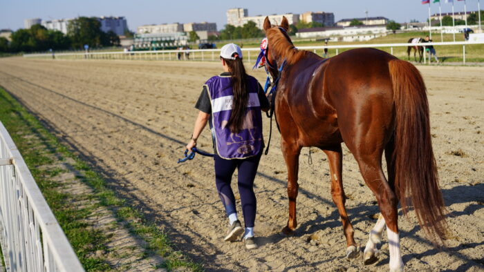 A trainer walks alongside a chestnut thoroughbred horse on an empty racetrack during the early morning hours. The sun shines brightly, signaling the start of an exciting day of racing.