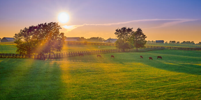 Rolling green pasture at sunrise with horses grazing behind wooden fences, long golden light stretching across a quiet farm landscape.