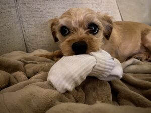 Small tan dog resting on a blanket while chewing on a white sock, looking up with wide eyes.