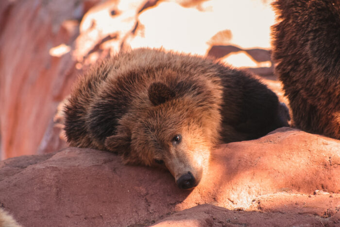 Close-up of a brown bear resting its head on a reddish rock, bathed in warm, golden light. Its fur appears thick and textured, with soft highlights from the sun, while another bear is partially visible beside it. The scene feels calm and intimate, capturing a quiet moment of rest in a natural setting.
