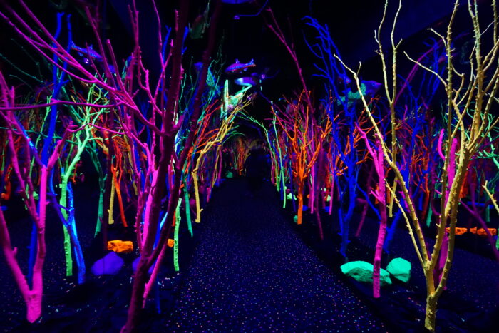 Immersive, neon-lit installation space filled with tree-like branches painted in vivid fluorescent colors—pink, blue, green, and orange—glowing under blacklight. A dark pathway runs through the center, surrounded by surreal, forest-like forms and suspended elements, creating a dreamlike, otherworldly environment typical of Meow Wolf’s interactive art experiences.