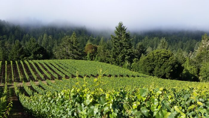 Lush green vineyard rows stretching toward a dense forest, partially covered by low morning fog.