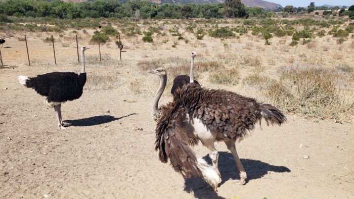 Several ostriches stand on a dry, sandy path in an open, scrubby landscape. One large ostrich in the foreground faces away with its feathers ruffled, while two others stand nearby with long necks upright. A simple fence runs along the left side, and low green trees and hills stretch across the background under a bright, clear sky.