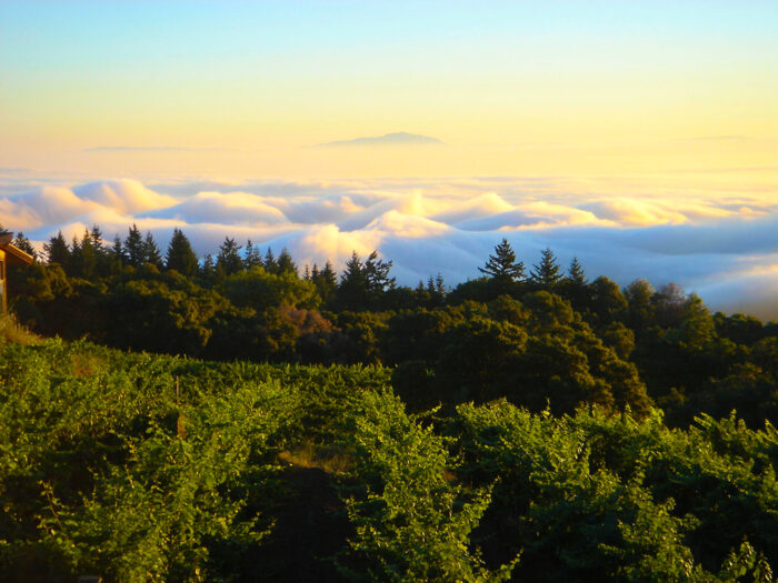 Sunlit vineyard overlooking a sea of clouds with golden light illuminating trees and distant hills.