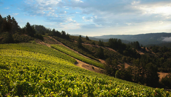 Sloping vineyard planted in neat rows across rugged hills with scattered trees under a soft blue sky.