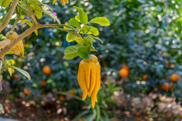 A deeply textured yellow citrus fruit known as Buddha’s hand hangs from a thin branch in a garden setting, its finger-like segments curling downward over a bed of small brown stones. A weathered terracotta pot sits nearby, adding an earthy, organic feel to the scene.