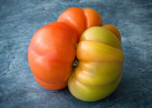 Close-up of a Costoluto tomato resting against a textured blue surface. The tomatoes feature deep ridges, uneven contours, and varied hues of red, orange, and green, highlighting the natural imperfections increasingly associated with organic and specialty produce. Soft lighting emphasizes their unusual forms and matte skin texture.
