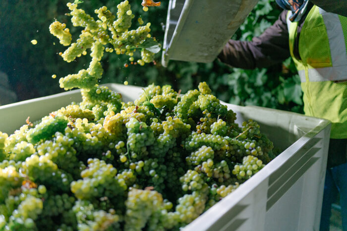 Freshly harvested green wine grapes cascade into a large collection bin during harvest at a vineyard. A worker in a high-visibility vest operates equipment nearby as sunlight catches the grapes midair, creating a dynamic scene of winemaking in progress.