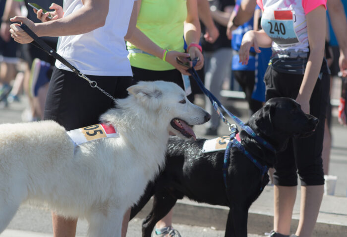 Participants gather at the starting area of a road race with their dogs, each wearing numbered race bibs. A large white dog and a black Labrador stand side by side on leashes among runners dressed in athletic gear. The lively outdoor event combines fitness, community and pet-friendly recreation, with people and dogs preparing to take part in the race together.