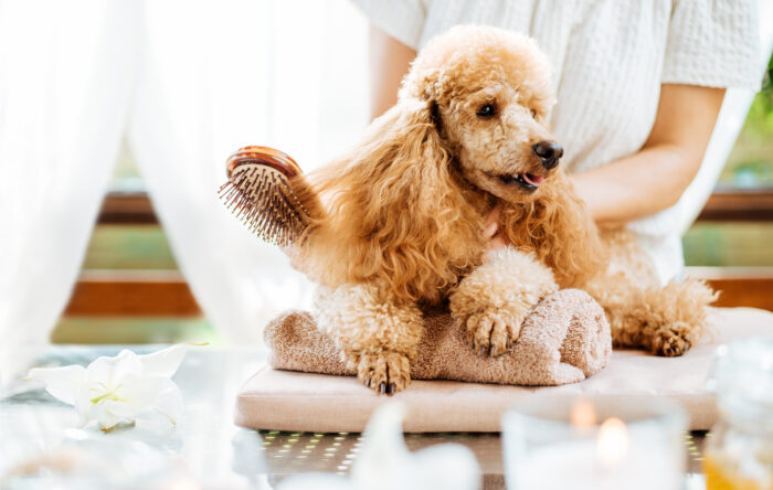 A small apricot-colored poodle relaxes on a folded towel while being brushed during a grooming session. Soft natural light fills the room, where white flowers, candles, and airy curtains create a spa-like atmosphere. The dog's curly coat is being carefully groomed, reflecting the growing trend of luxury pet wellness and pampering.