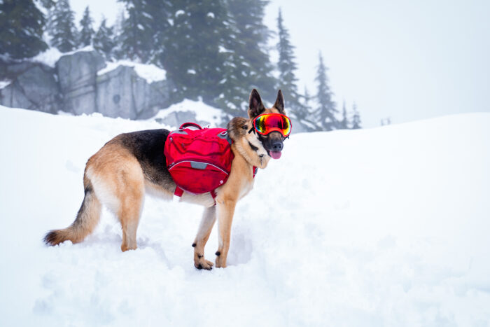 A German Shepherd dog wearing dog goggles and wearing red backpack running around in the snow while hiking with her owner on the snowy mountain
