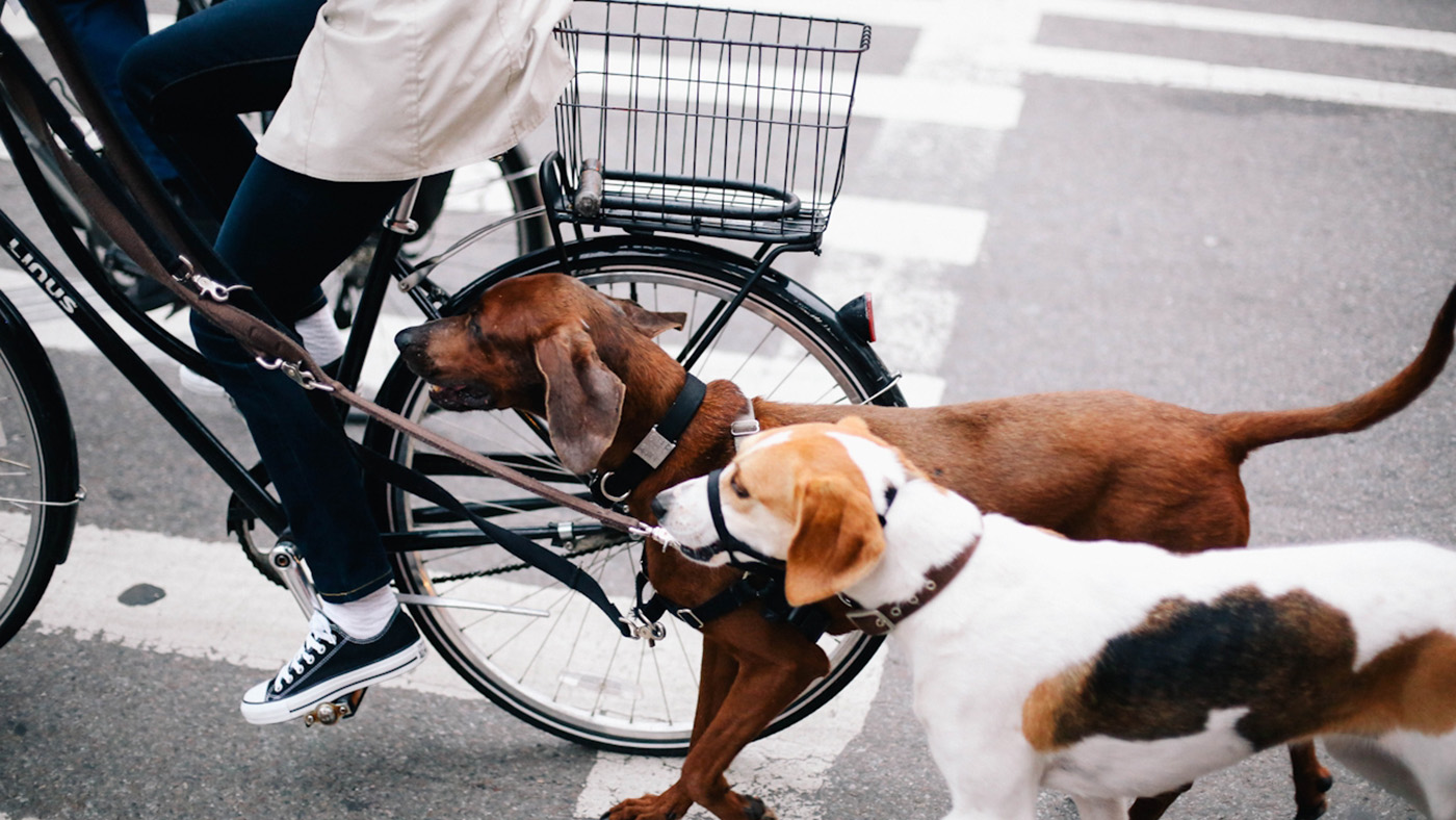 Your Dog Is Your Best Trainer