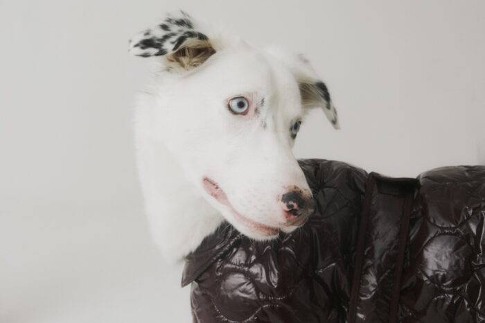 A striking white dog with pale blue eyes and black-speckled ears poses against a clean white background. The dog wears a glossy dark brown quilted jacket, giving the portrait a high-fashion editorial feel. Soft lighting highlights the dog's expressive gaze and distinctive markings, while the minimalist setting keeps the focus on its elegant appearance.