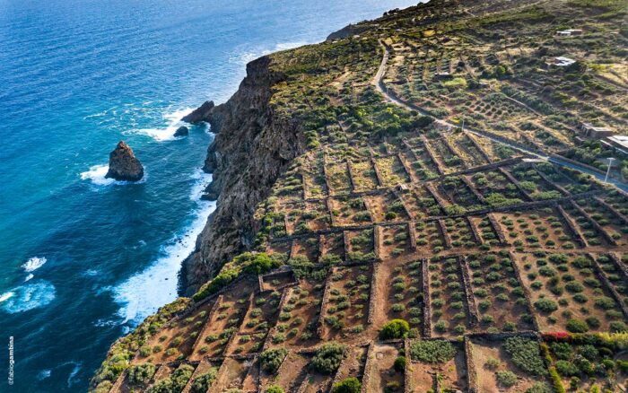 Aerial view of Pantelleria’s dramatic volcanic coastline, where terraced vineyards and stone-walled agricultural plots stretch toward rugged sea cliffs overlooking the deep blue Mediterranean. The image showcases the island’s unique landscape and centuries-old viticultural practices.
