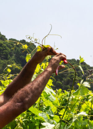 A vineyard worker carefully prunes grapevines by hand among bright green leaves on Gorgona Island.