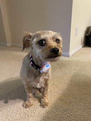 Small tan dog with large dark eyes sitting on a carpet, wearing a pink collar with a white PetiChat voice button that glows blue.