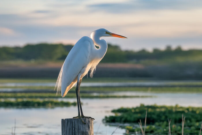 A great egret with brilliant white plumage perches atop a weathered wooden post in a peaceful wetland at sunset. Its long orange bill and graceful S-shaped neck are highlighted by the warm evening light, while calm water, patches of marsh vegetation, and a softly blurred tree line create a tranquil natural backdrop.
