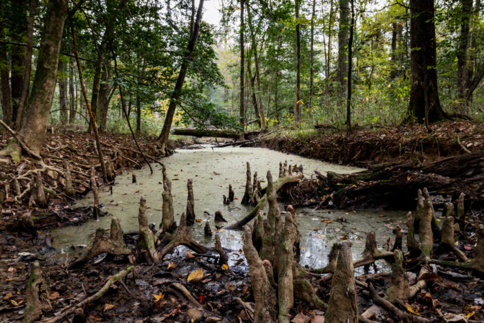 Bald cypress knees rise from the muddy edge of a quiet, algae-covered creek in Congaree National Park. Fallen logs, exposed roots, and dense hardwood forest surround the still water, highlighting the park's distinctive old-growth floodplain ecosystem and its rich, untamed landscape.