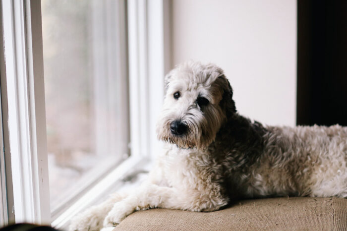 A fluffy gray-and-white dog rests on a cushioned window seat, gazing quietly outside. Soft natural light fills the room, creating a peaceful scene that evokes companionship, comfort, and the calm routines of home.