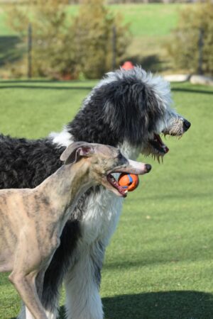 Two dogs play outdoors on a grassy field, with a brindle dog carrying an orange ball alongside a large black-and-white dog.