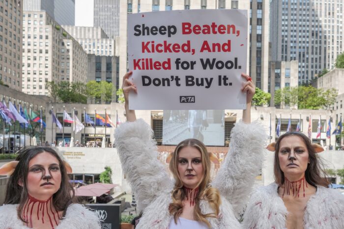 PETA protests NYFW at Rockefeller Center with a grisly display dressed.as bruised and bloody sheep outside the venue with lifelike dead lambs.and the message ''Wool Kills''. The graphic protest over wool farms cruelty claims .inhumane wool shearing and terrified sheep.
NYFW Bloody Sheep Protest, New York, USA - 10 Sep 2026